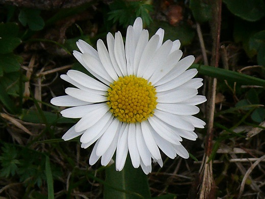 kvet